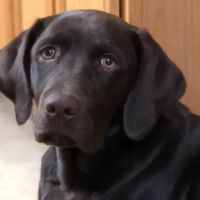 Appalachian Veterinary Services, Inc. ico