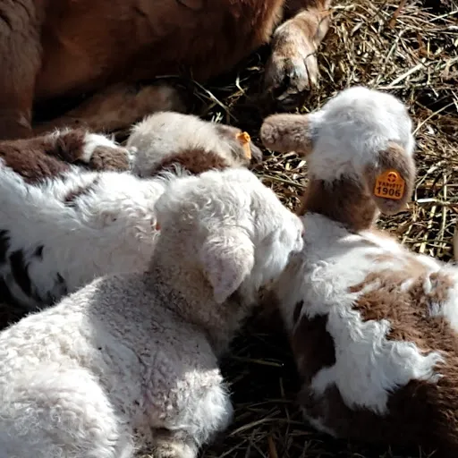 Appalachian Veterinary Services, Inc. Picture 6