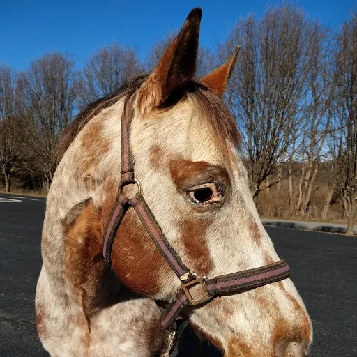 Appalachian Veterinary Services, Inc. Picture 8