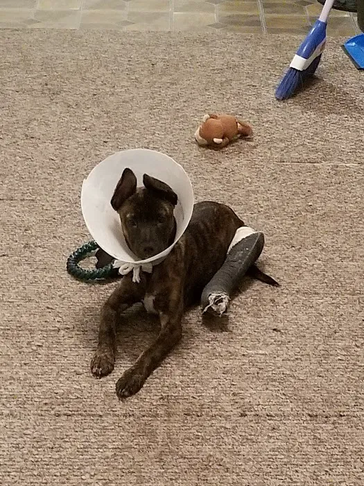Town & Country Veterinary Clinic Picture 8