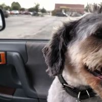 Town & Country Veterinary Clinic ico