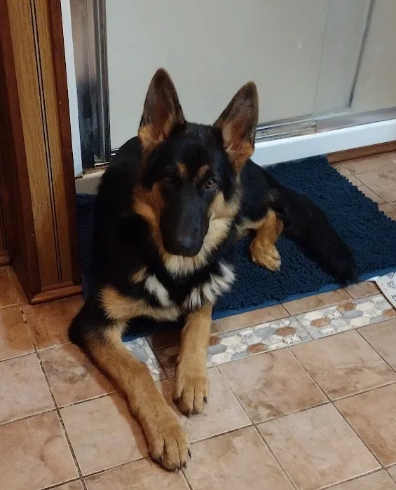 Town & Country Veterinary Clinic Picture 9
