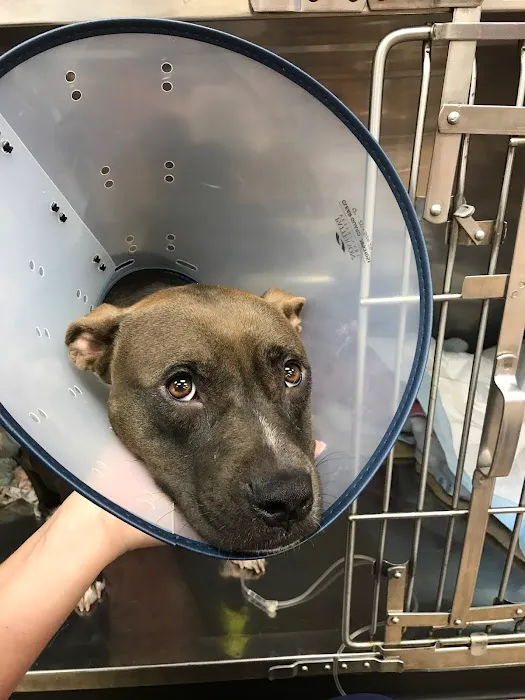All For Paws Animal Clinic Picture 1