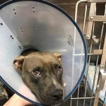 All For Paws Animal Clinic