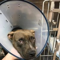 All For Paws Animal Clinic ico