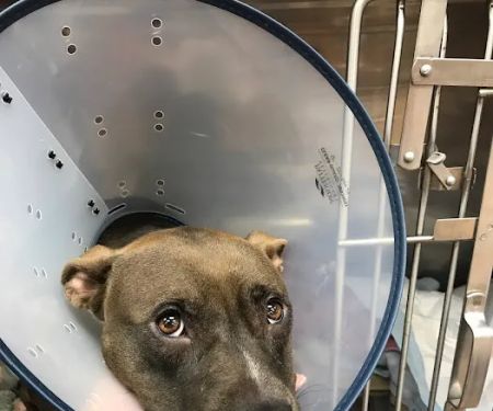 All For Paws Animal Clinic