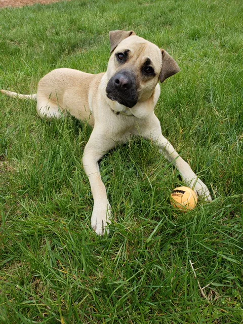 All For Paws Animal Clinic Picture 10