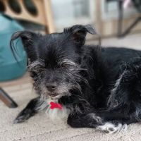 Blacksburg Animal Clinic ico