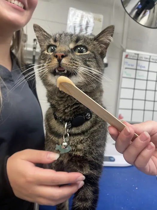 Blacksburg Animal Clinic Picture 7