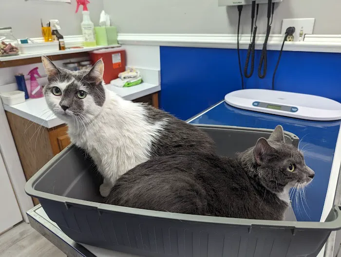 Blacksburg Animal Clinic Picture 10