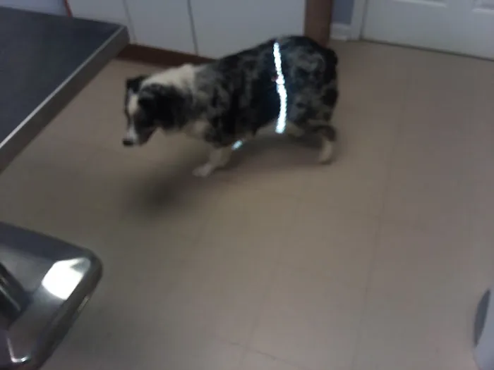 Riverside Veterinary Clinic: Potter Cliff DVM Picture 1