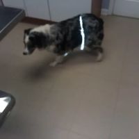 Riverside Veterinary Clinic: Potter Cliff DVM ico