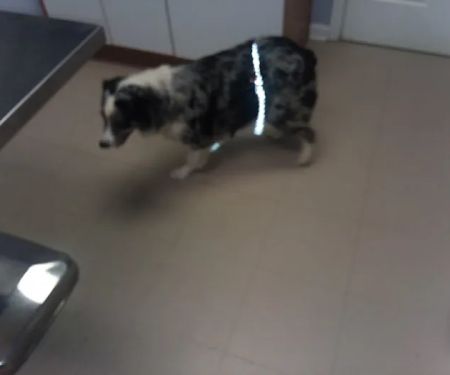 Riverside Veterinary Clinic: Potter Cliff DVM
