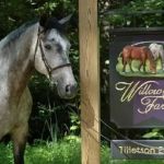Tillotson Equine Internal Medicine Mobile Services
