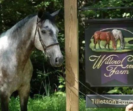 Tillotson Equine Internal Medicine Mobile Services