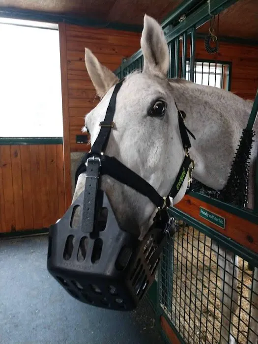 Tillotson Equine Internal Medicine Mobile Services Picture 2