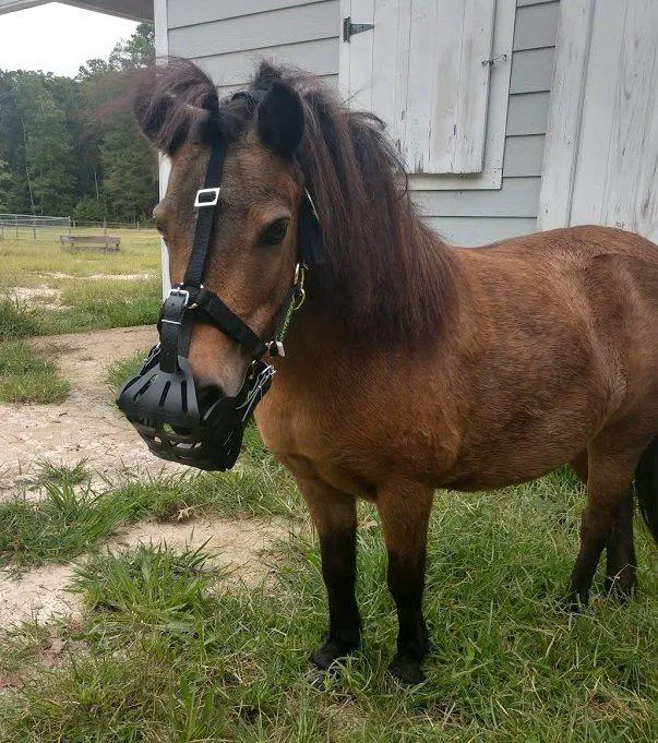 Tillotson Equine Internal Medicine Mobile Services Picture 4