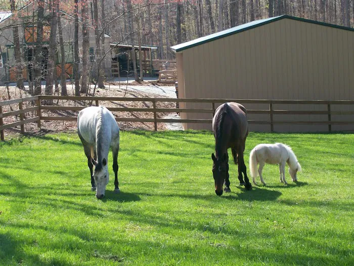 Tillotson Equine Internal Medicine Mobile Services Picture 5
