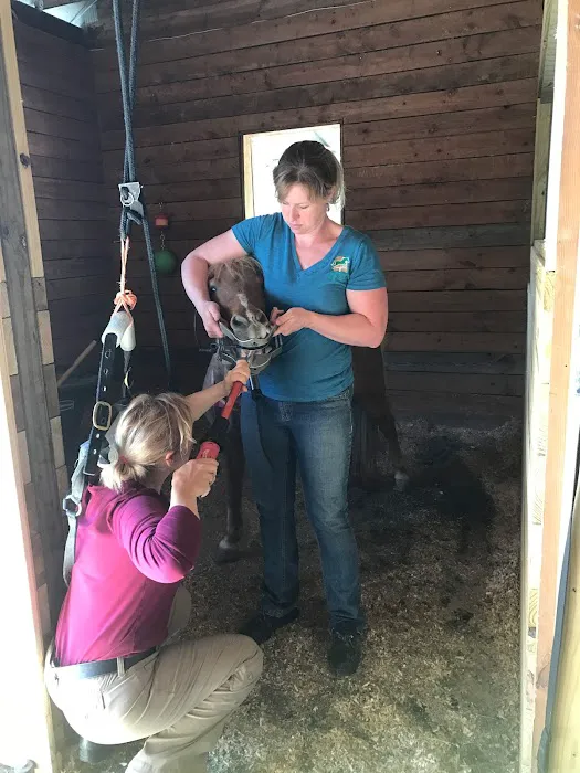 Tillotson Equine Internal Medicine Mobile Services Picture 3