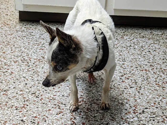 Woodsdale Animal Hospital Picture 1