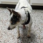 Woodsdale Animal Hospital