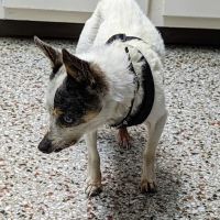 Woodsdale Animal Hospital ico