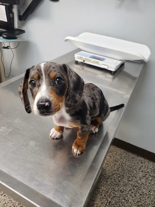 Woodsdale Animal Hospital Picture 8