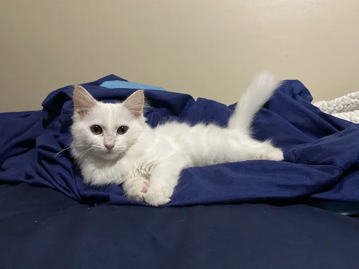 Woodsdale Animal Hospital Picture 9