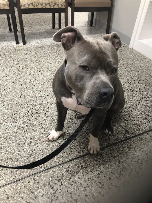 Woodsdale Animal Hospital Picture 5