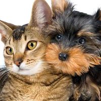 Animal Medical Clinic of South Boston ico