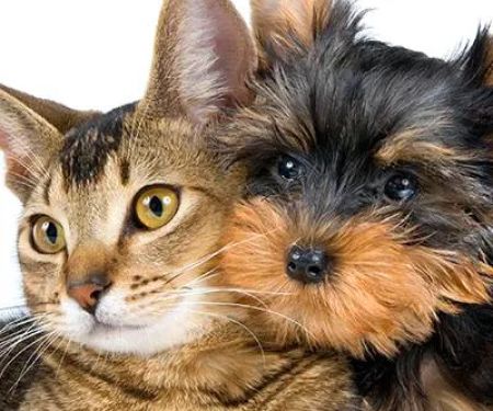 Animal Medical Clinic of South Boston
