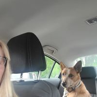 Halifax County Veterinary Center ico