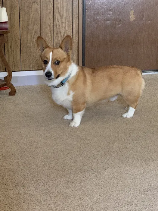 Halifax County Veterinary Center Picture 6