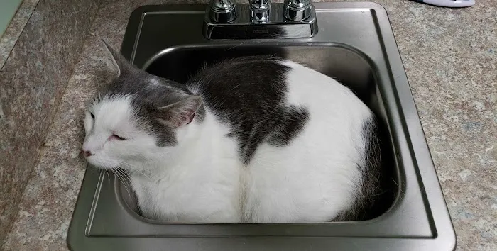 Roxboro Animal Hospital Picture 1
