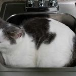Roxboro Animal Hospital