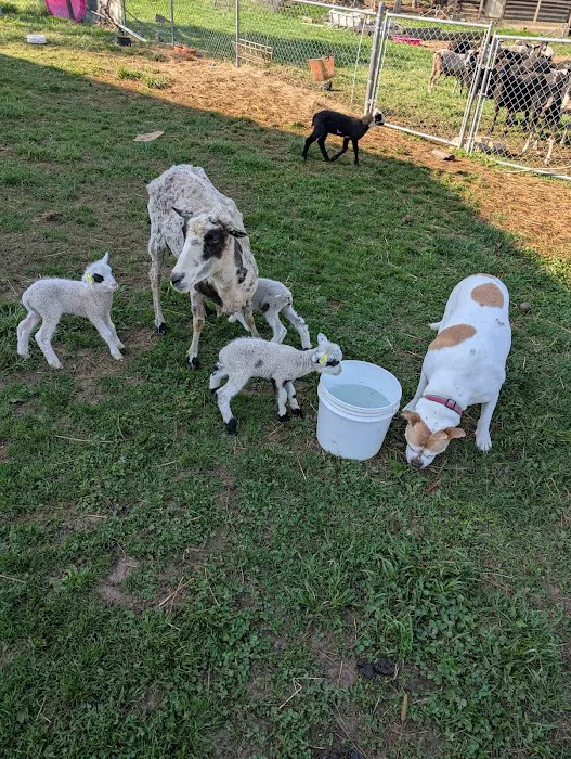 Roxboro Animal Hospital Picture 4