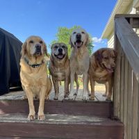 Creekside Animal Clinic, PA ico