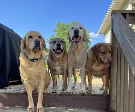 Creekside Animal Clinic, PA