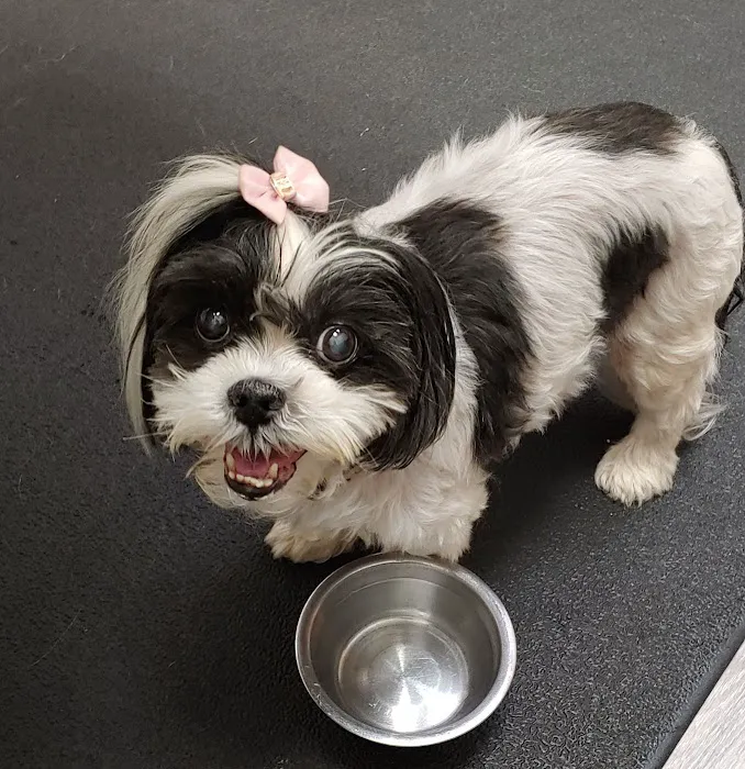 Mebane Pet Clinic Picture 1