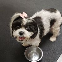 Mebane Pet Clinic ico