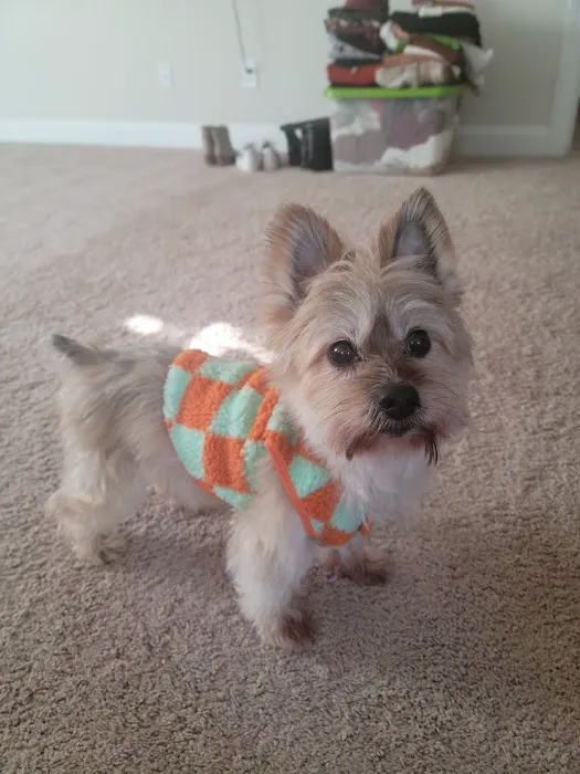 Mebane Pet Clinic Picture 9
