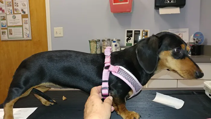 Mebane Pet Clinic Picture 5