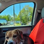Southern Animal Hospital