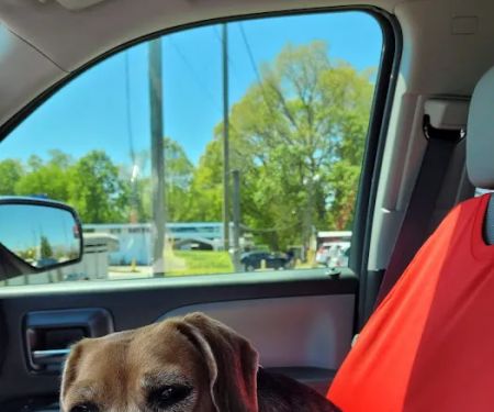 Southern Animal Hospital