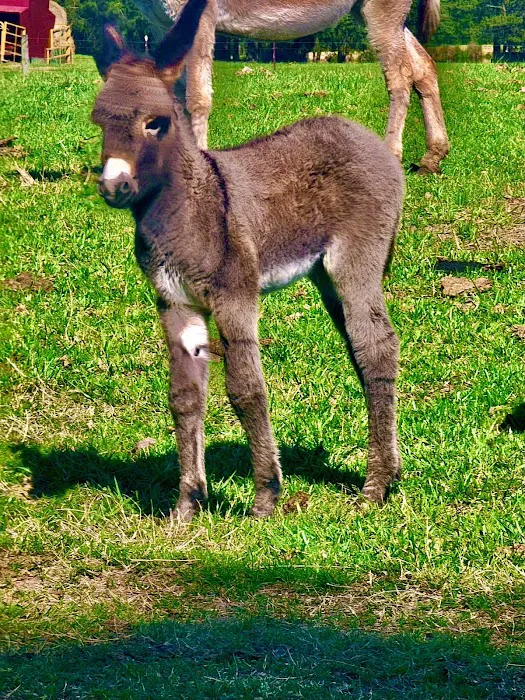 Alamance Countryside Mobile Vet Services Picture 5