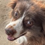 Alamance Countryside Mobile Vet Services