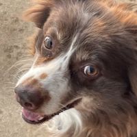 Alamance Countryside Mobile Vet Services ico
