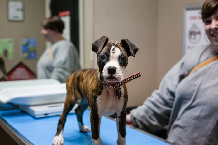 Animal Hospital of Mebane Picture 1