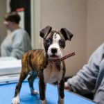 Animal Hospital of Mebane