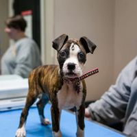 Animal Hospital of Mebane ico